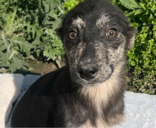 HERMINE is eagerly waiting for a home - your new loyal friend from the shelter