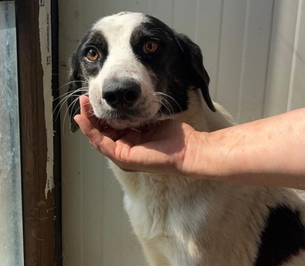 WERA is eagerly waiting for a home - your new loyal friend from the shelter