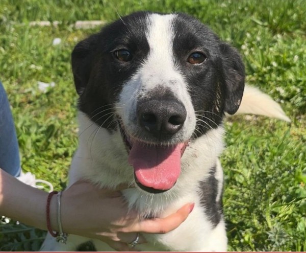 BEBA is eagerly waiting for a home - your new loyal friend from the shelter