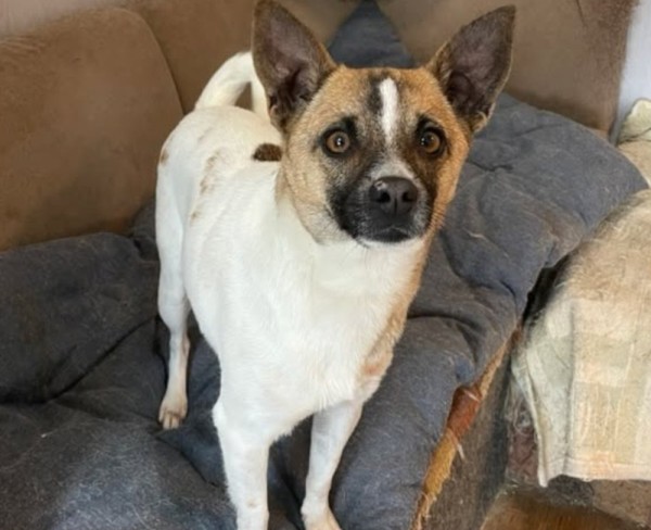 LARA is eagerly waiting for a home - your new loyal friend from the shelter