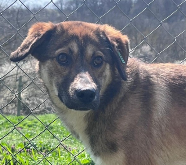 NOELLE is eagerly waiting for a home - your new loyal friend from the shelter