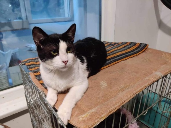 ANGEL is eagerly waiting for a home - your new loyal friend from the shelter