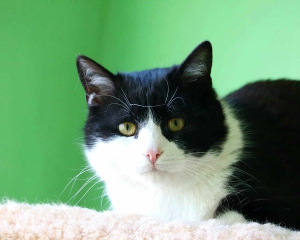 ARTUR is eagerly waiting for a home - your new loyal friend from the shelter