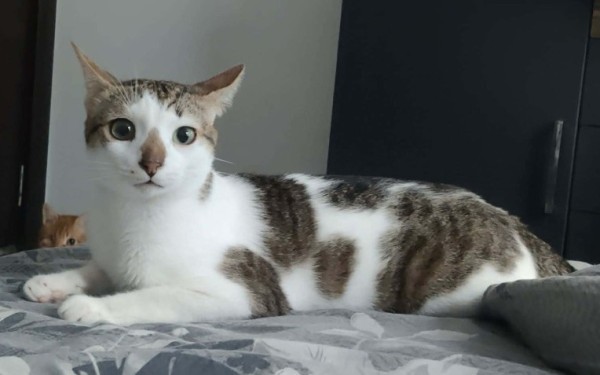AMIGO is eagerly waiting for a home - your new loyal friend from the shelter