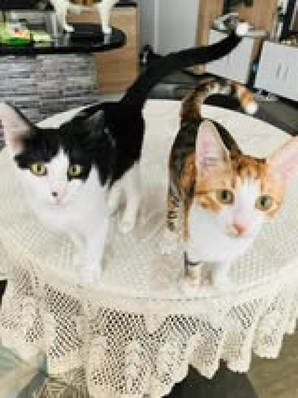 POLY is eagerly waiting for a home - your new loyal friend from the shelter