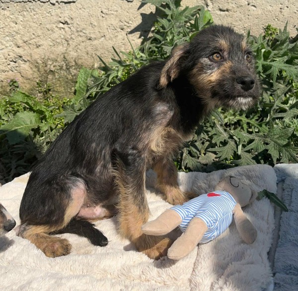 ALBUS is eagerly waiting for a home - your new loyal friend from the shelter