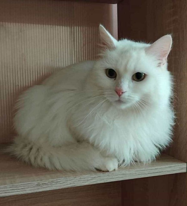 BELLA is eagerly waiting for a home - your new loyal friend from the shelter