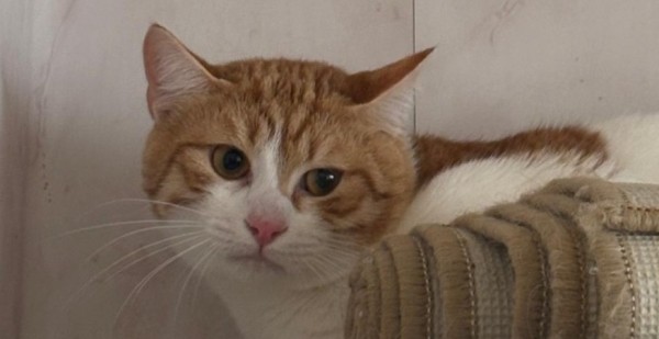 BARRY is eagerly waiting for a home - your new loyal friend from the shelter