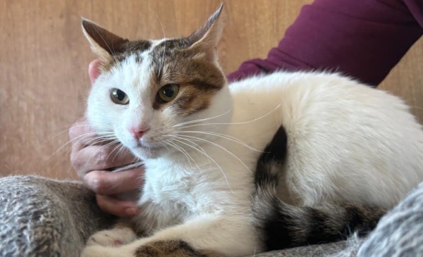 BENNY is eagerly waiting for a home - your new loyal friend from the shelter