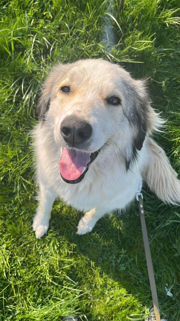 KATNISS is eagerly waiting for a home - your new loyal friend from the shelter