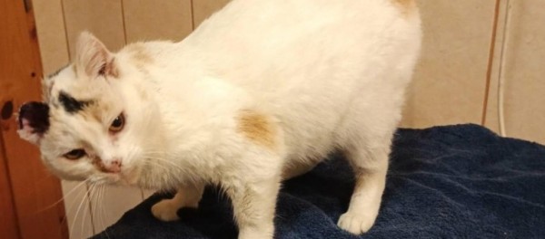 ANYA is eagerly waiting for a home - your new loyal friend from the shelter