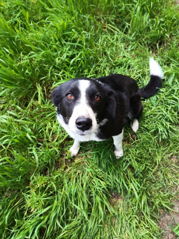 CHERNUSHA is eagerly waiting for a home - your new loyal friend from the shelter