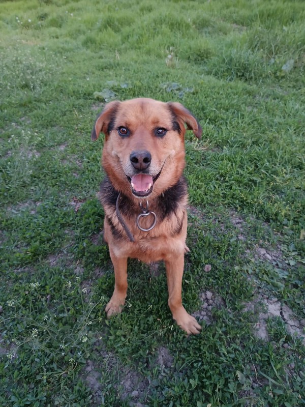RICHIE is eagerly waiting for a home - your new loyal friend from the shelter