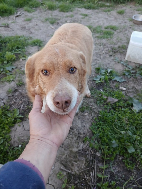 DIANA is eagerly waiting for a home - your new loyal friend from the shelter