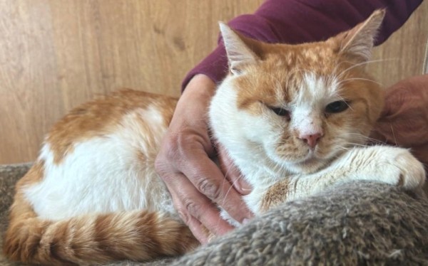 BOYAN is eagerly waiting for a home - your new loyal friend from the shelter