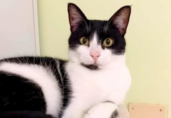 BRAYAN is eagerly waiting for a home - your new loyal friend from the shelter