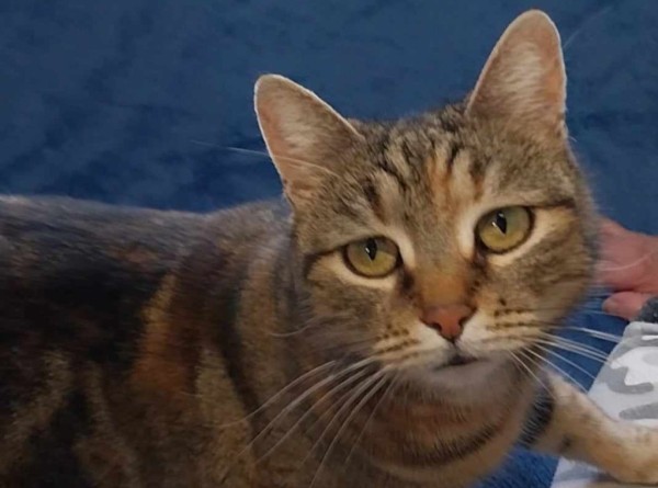 BUNTA is eagerly waiting for a home - your new loyal friend from the shelter