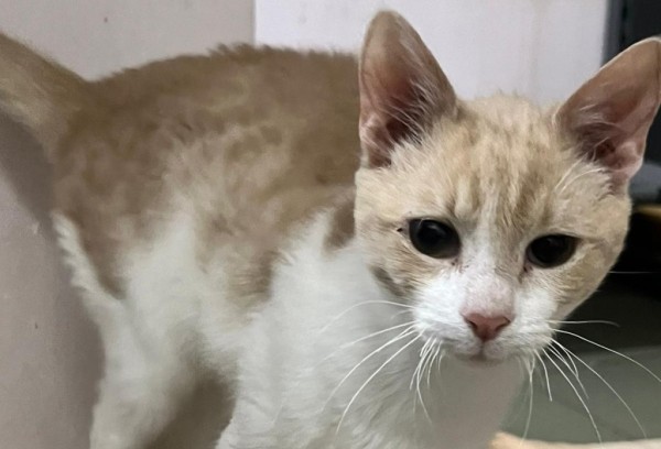 CARAMEL is eagerly waiting for a home - your new loyal friend from the shelter