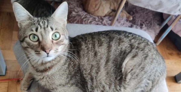 CASHOU is eagerly waiting for a home - your new loyal friend from the shelter