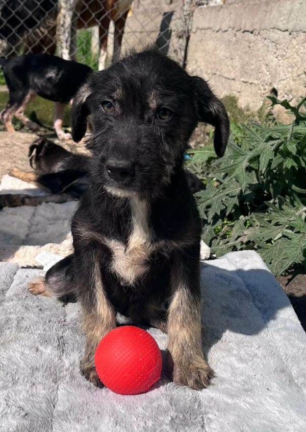ANDROMEDA is eagerly waiting for a home - your new loyal friend from the shelter