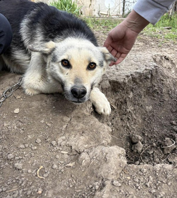 ANUSHA is eagerly waiting for a home - your new loyal friend from the shelter