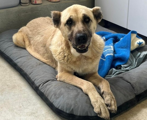 AVAYA is eagerly waiting for a home - your new loyal friend from the shelter
