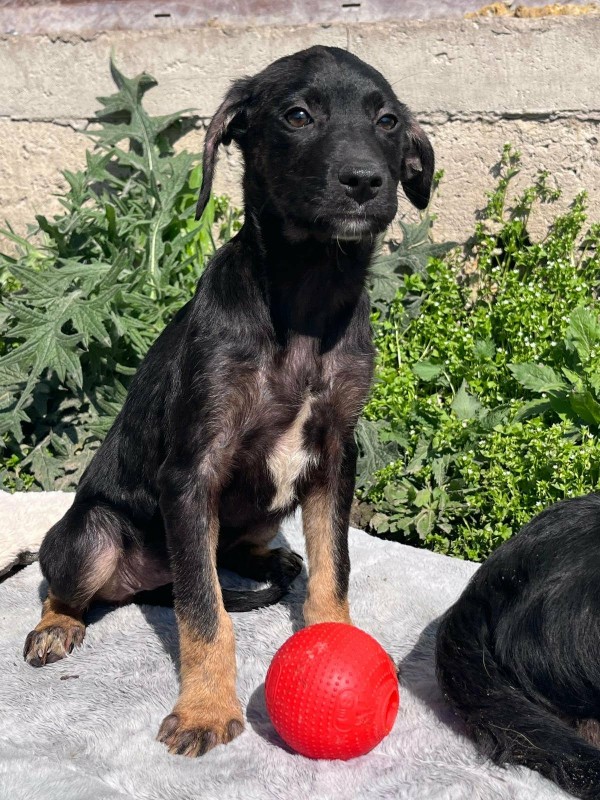 BATHILDA is eagerly waiting for a home - your new loyal friend from the shelter
