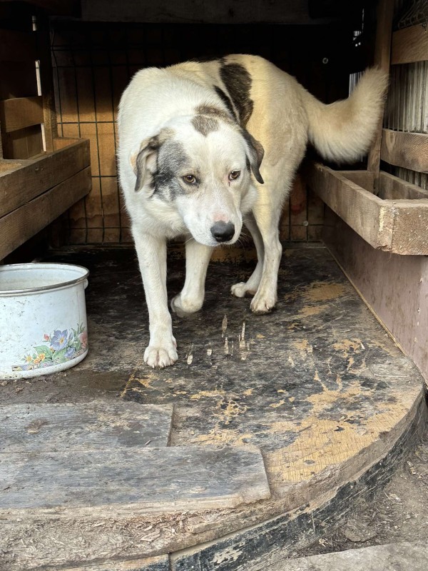 BENNO is eagerly waiting for a home - your new loyal friend from the shelter