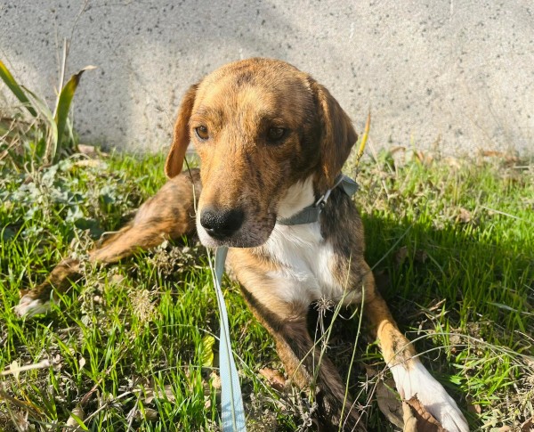 BIMBO is eagerly waiting for a home - your new loyal friend from the shelter