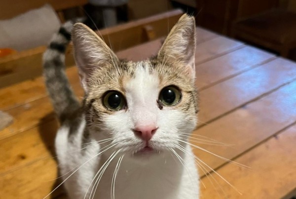 DAISY is eagerly waiting for a home - your new loyal friend from the shelter