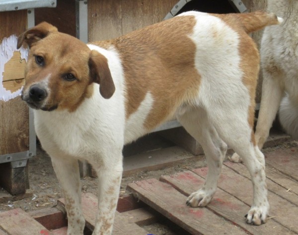 COUNTREY is eagerly waiting for a home - your new loyal friend from the shelter