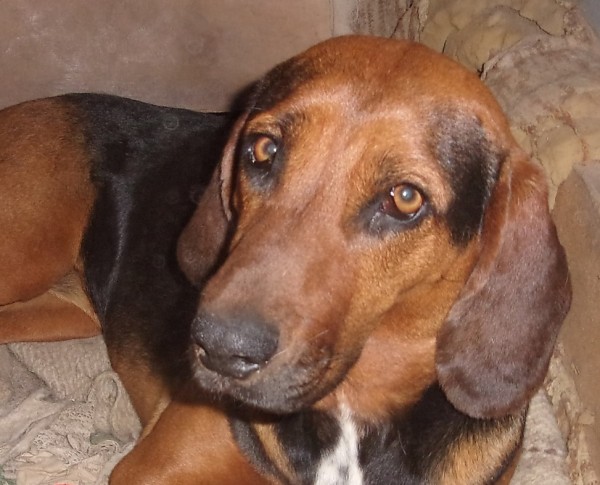 DANNY is eagerly waiting for a home - your new loyal friend from the shelter