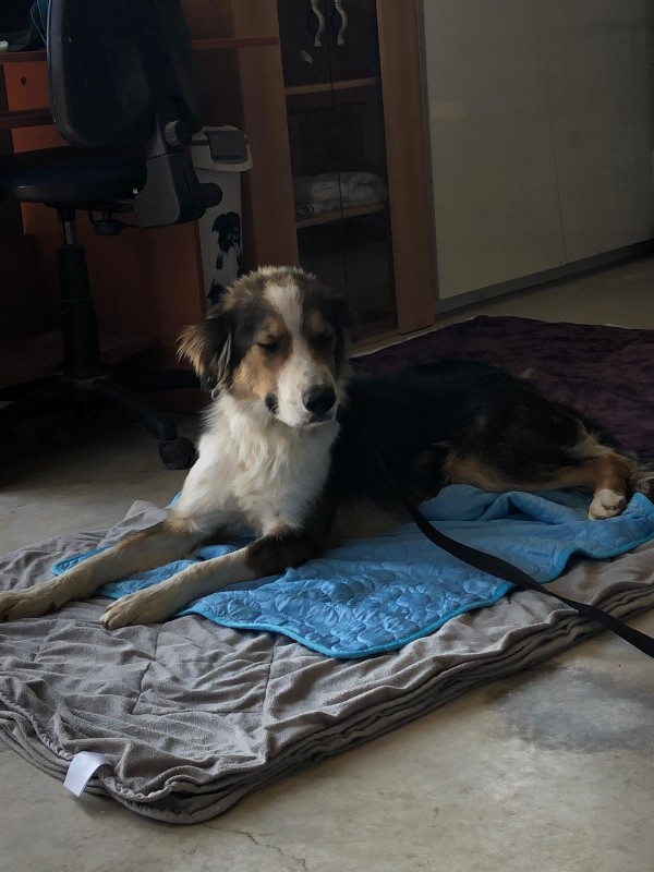 DANY is eagerly waiting for a home - your new loyal friend from the shelter