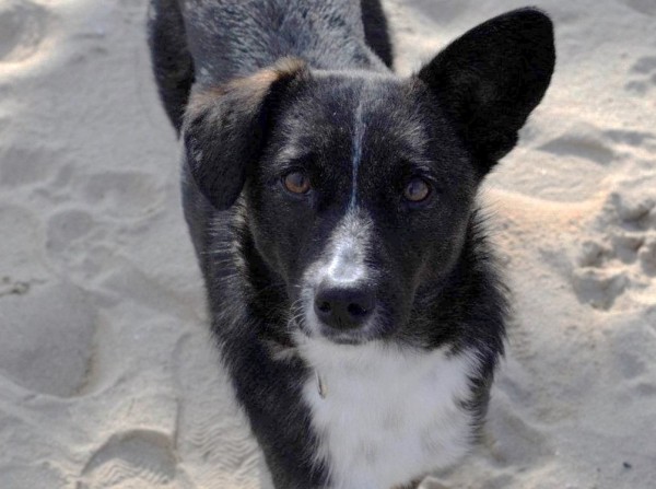 DARVIN is eagerly waiting for a home - your new loyal friend from the shelter