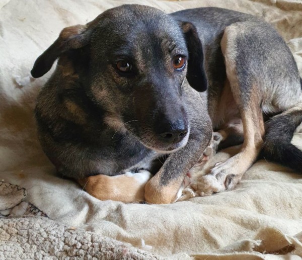 LUNA is eagerly waiting for a home - your new loyal friend from the shelter
