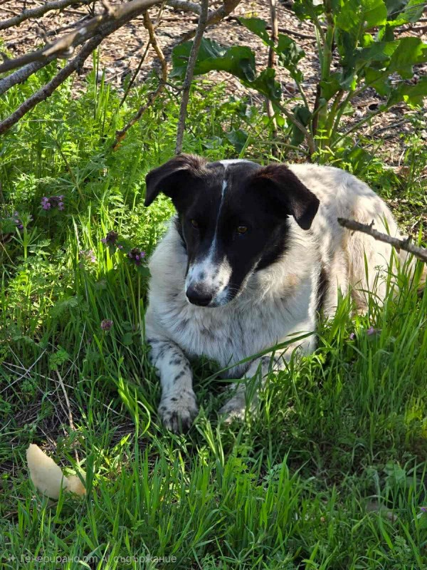 RUFUS is eagerly waiting for a home - your new loyal friend from the shelter