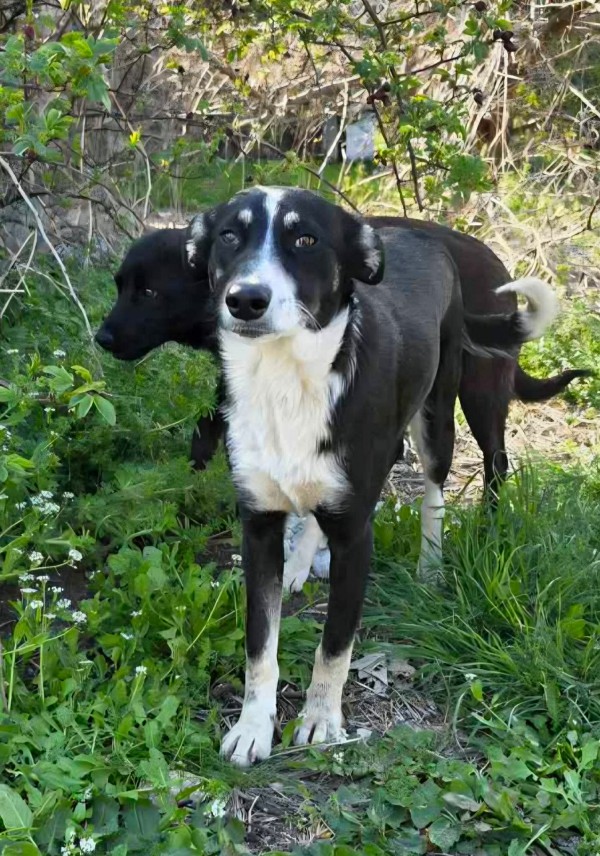 LIANA is eagerly waiting for a home - your new loyal friend from the shelter