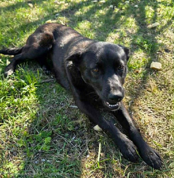 REYNA is eagerly waiting for a home - your new loyal friend from the shelter