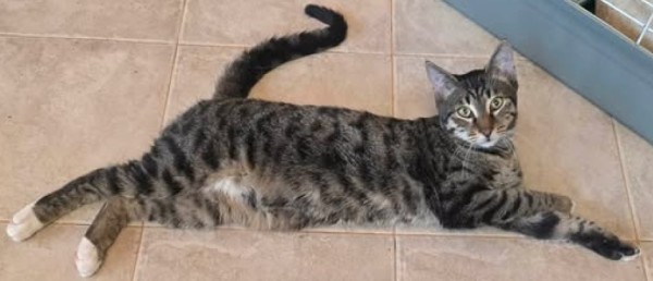 DENJI is eagerly waiting for a home - your new loyal friend from the shelter