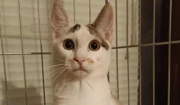 DILARA is eagerly waiting for a home - your new loyal friend from the shelter