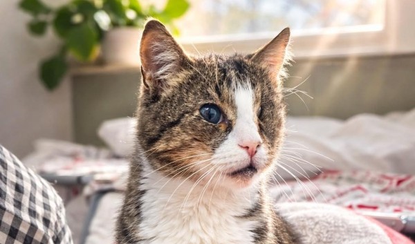 DIYA is eagerly waiting for a home - your new loyal friend from the shelter