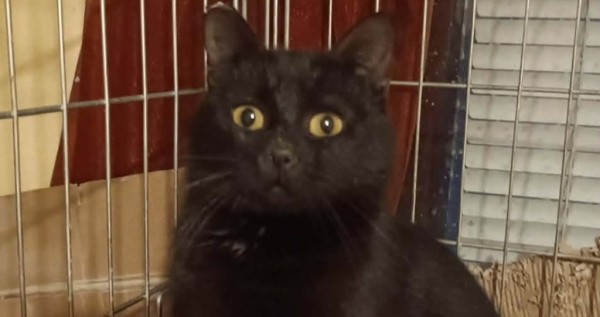 CHARA is eagerly waiting for a home - your new loyal friend from the shelter
