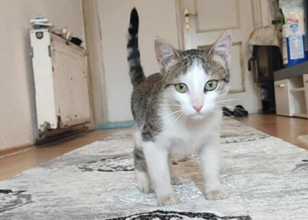 DOMI is eagerly waiting for a home - your new loyal friend from the shelter