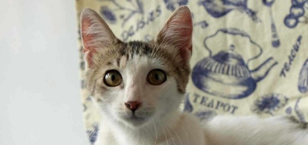 DONNA is eagerly waiting for a home - your new loyal friend from the shelter
