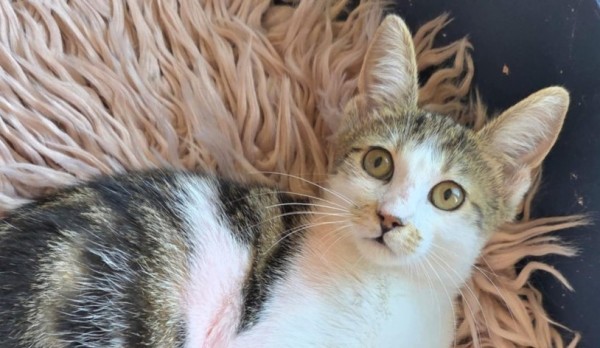 DOROTHEE is eagerly waiting for a home - your new loyal friend from the shelter