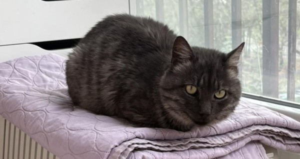 DUSTY is eagerly waiting for a home - your new loyal friend from the shelter