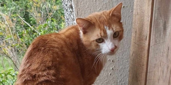 DYLAN is eagerly waiting for a home - your new loyal friend from the shelter