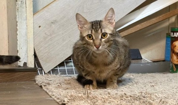 EDI is eagerly waiting for a home - your new loyal friend from the shelter
