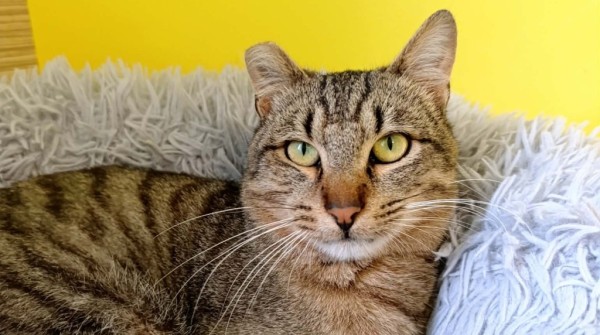 ERICK is eagerly waiting for a home - your new loyal friend from the shelter