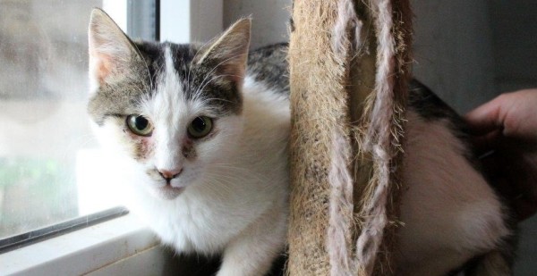 ESME is eagerly waiting for a home - your new loyal friend from the shelter